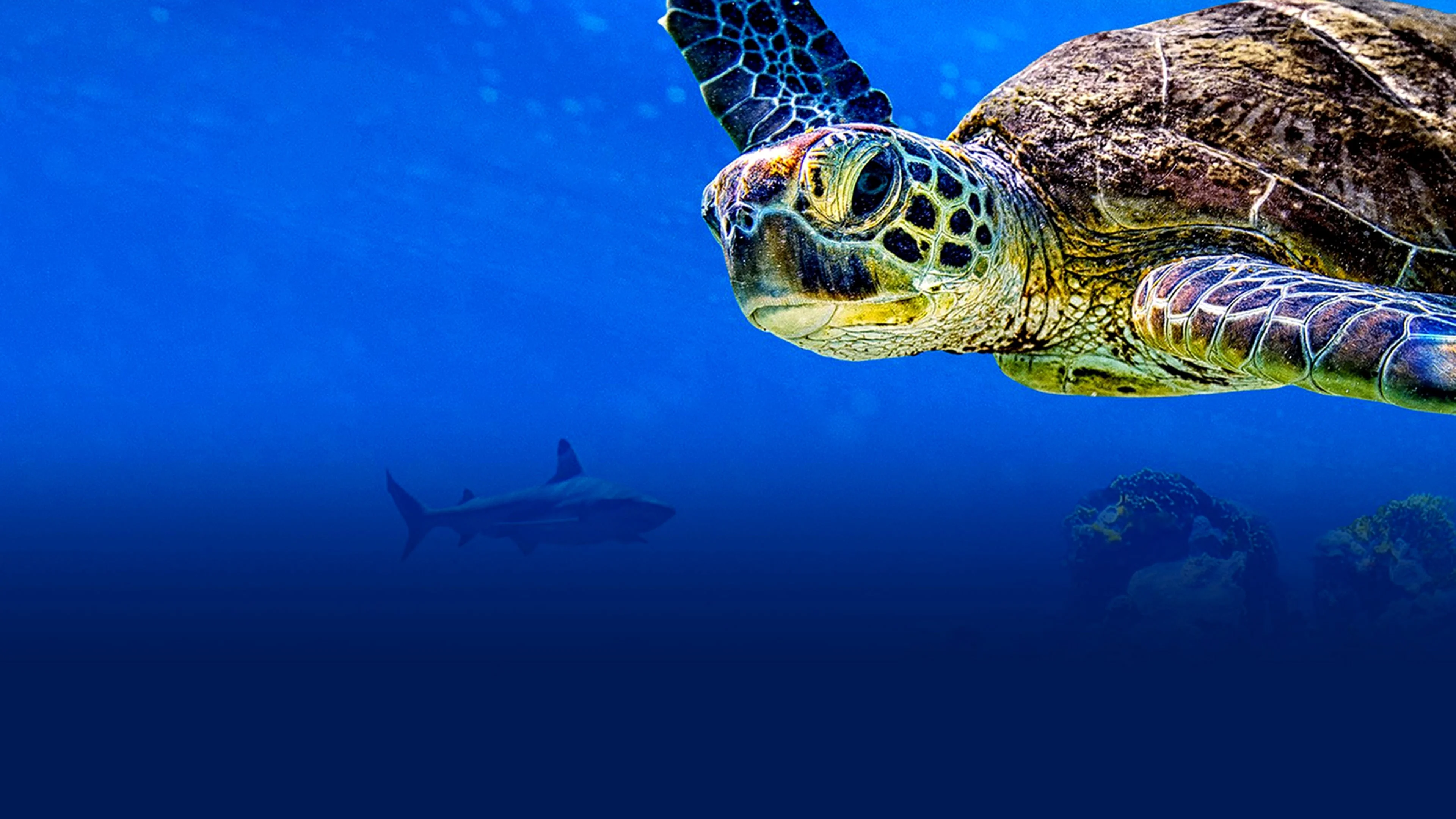 Cuộc Phiêu Lưu Của Rùa